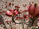 P4236853