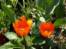 P4236861