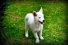 husky_siberian_alb