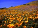 Flori Desktop Wallpapers Poze cu Flori Antelope Valley Hillside[1]