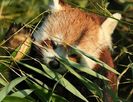 animal2