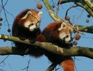 animal3