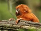 animal4