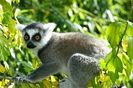 animal12