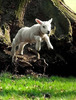 animal23