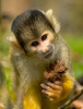 animal24