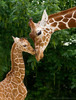 animal25