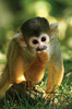 animal28