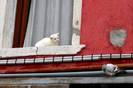 animal-fun-020