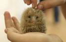 animal-fun-021