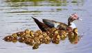 animal-fun-027