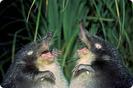funny-animals-15