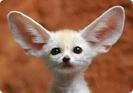 funny-animals-20