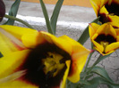 DSCN0955