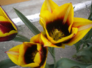 DSCN0956
