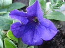 Blue Petunia (2011, April 25)
