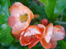 Japanese Quince Bush (2011, April 25)