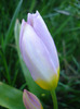 Tulipa Lilac Wonder (2011, April 21)