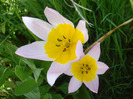 Tulipa Lilac Wonder (2011, April 25)