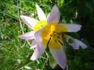 Tulipa Lilac Wonder (2011, April 25)