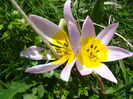 Tulipa Lilac Wonder (2011, April 25)