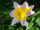 Tulipa Lilac Wonder (2011, April 25)