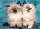 2cats-wallpaper-1152x864