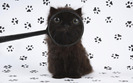Funny-Cats-and-Dogs-HD-Wallpapers-19