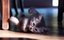 Funny-Cats-and-Dogs-HD-Wallpapers-22