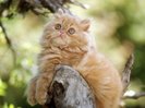 Orange Persian Kitten
