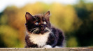 wallpaper-pisici-21