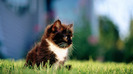 wallpaper-pisici-24
