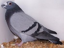 English Dragoon Pigeon 1