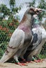 faccf3bfc0_49020845_o2