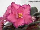 Buckeye Colossal 26-04-2011\'\'