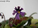 Luverly Wasp 26-04-2011