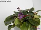 Luverly Wasp 26-04-2011\'\'\'