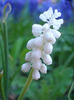 Muscari botryoides Album (2011, Apr.22)