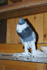 Gusat Pomerian