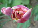 Tulipa Atlantis (2011, April 26)