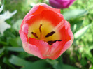 Tulipa Judith Leyster (2011, April 21)