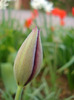 Tulipa Queen of Night (2011, April 24)