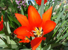 Tulipa Red Riding Hood (2011, April 21)