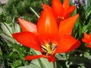Tulipa Red Riding Hood (2011, April 21)