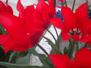 DSCN0958
