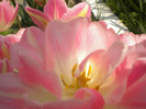 DSCN0962