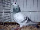 dragon-grison-argente-metz-