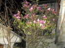 Magnolii.........