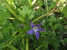 vinca salbatica