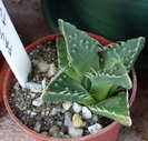 Faucaria tuberculosa.2011